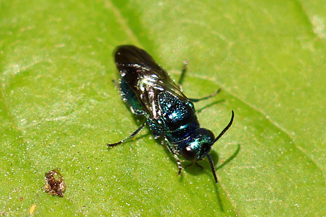 Pseudomalus_violaceus